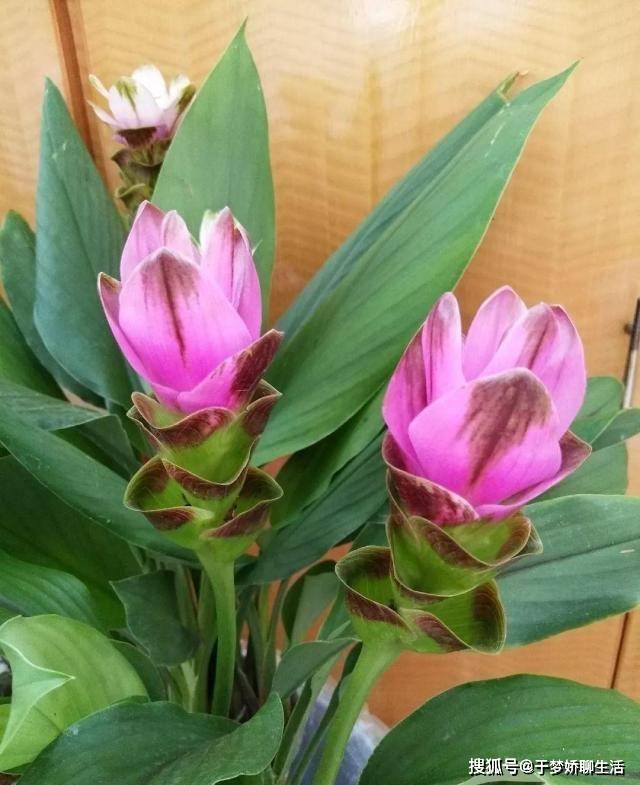 这种富贵竹,花像是荷花一样好看,一开就是2个月!