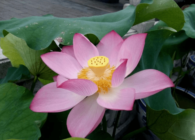 4種佛教聖花家裡養一盆心平氣和有福氣