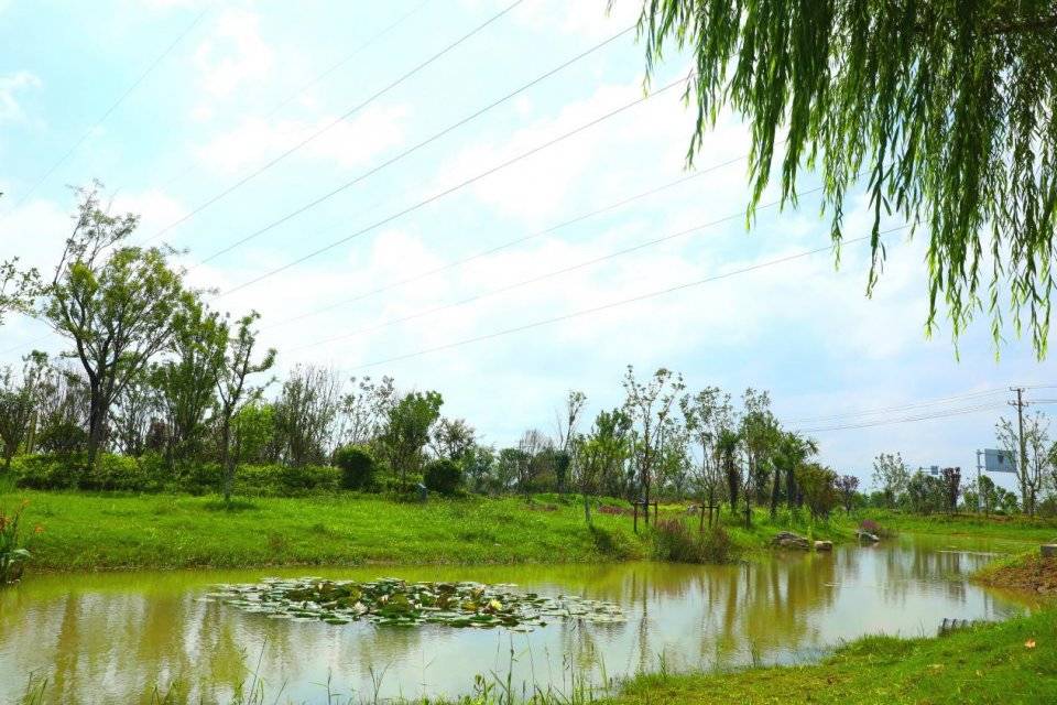 今天的新沂市棋盘镇别样的景致