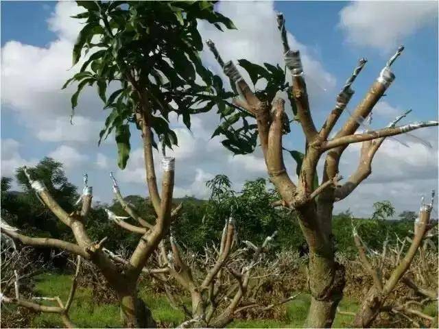 芒果嫁接学以致用,想要高接换种的看这里