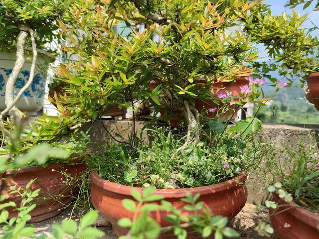 奇艺古朴的中华小叶纹母该如何养护?_盆景