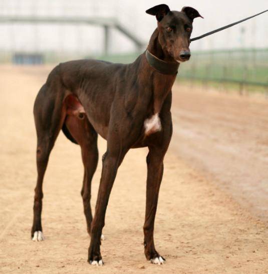 原创灵缇犬,敢与猎豹争锋,是全世界公认奔跑速度最快的猎犬