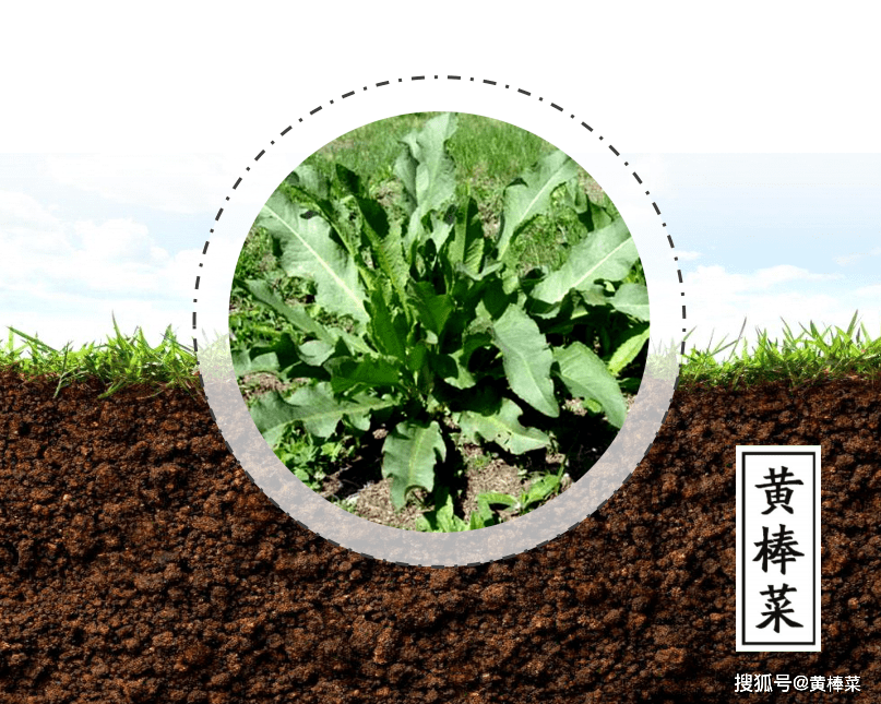 黄棒菜5年以上的根茎,是"中国四大中药"之一的大黄——抗菌消炎,抗