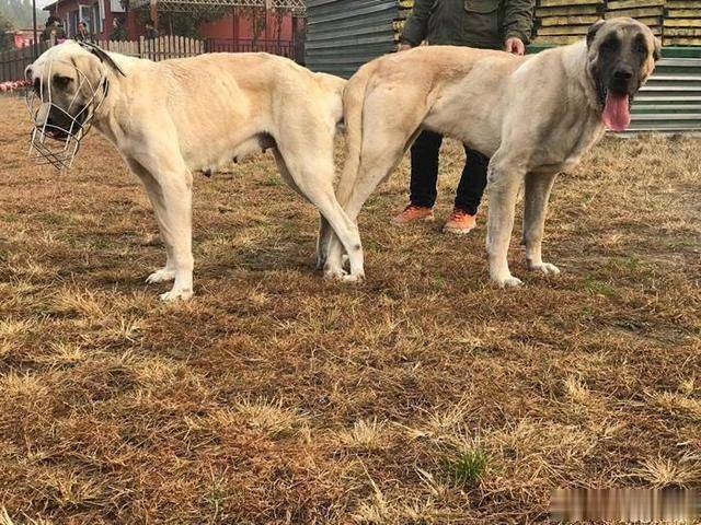 原创世界上最大的犬种,没有之一,和中国的大熊猫一样珍贵