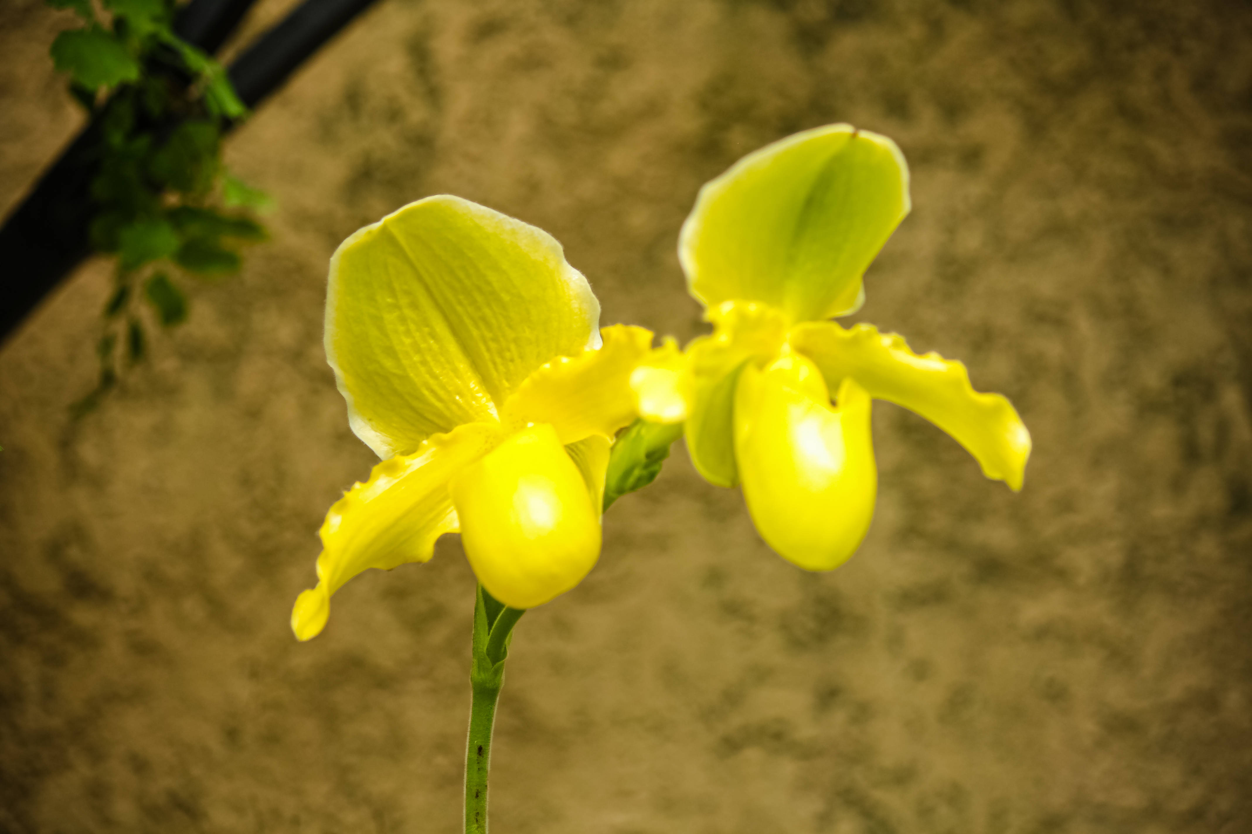 极品洋兰鉴赏(二)