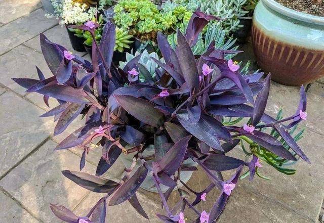 引蔓攀登神秘紫色瀑布,淡雅浪漫不妖娆,紫竹梅这么养护清秀美丽_植株