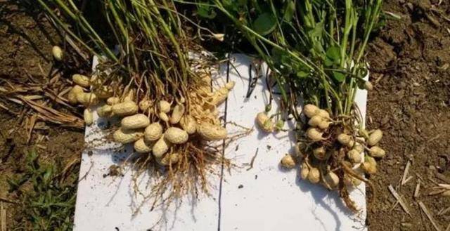 农民种植花生,经常忽略钼肥,一亩地用几克,增产超10%_补充