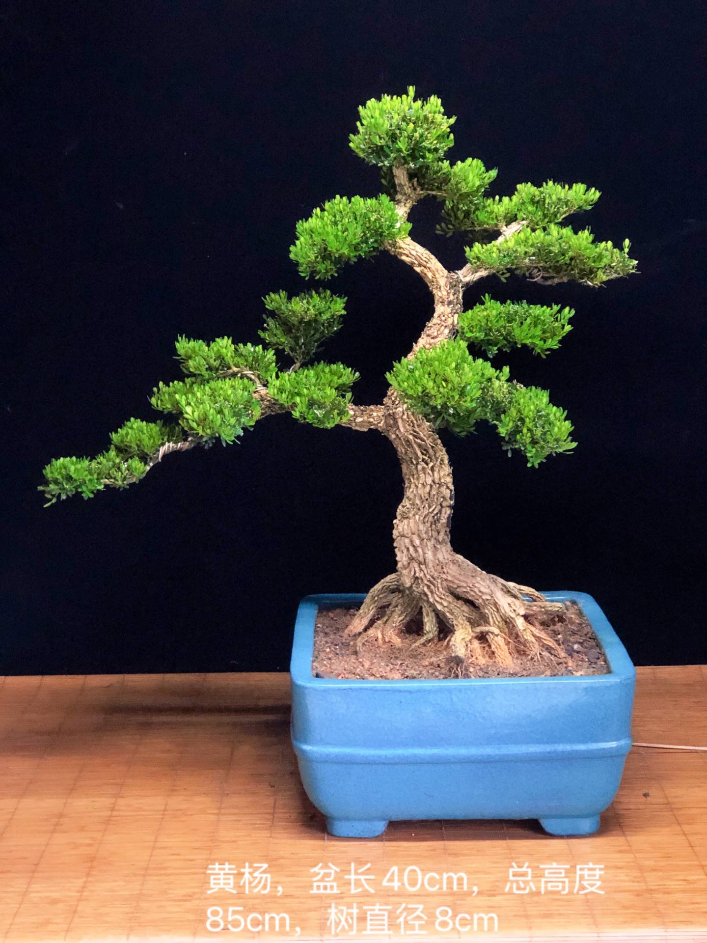 雀舌黄杨盆景,有大理石花盆,陶瓷盆等