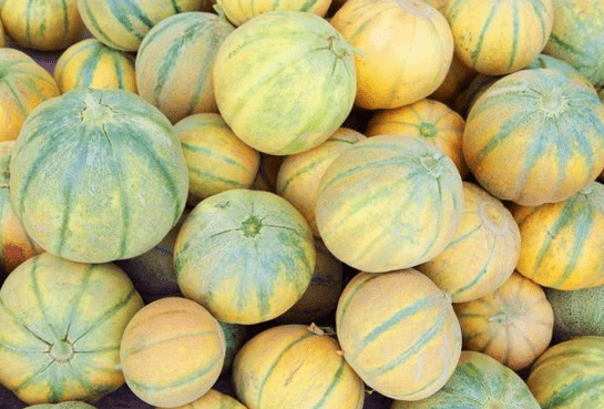 俗称"老汉瓜",个大如西瓜,没牙的人也能吃,1斤8元很少人吃过_甜瓜