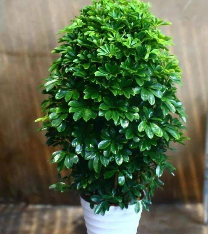 鹅掌柴这种花卉养在家里,谐音我掌财,寓意招财进宝,财源滚滚