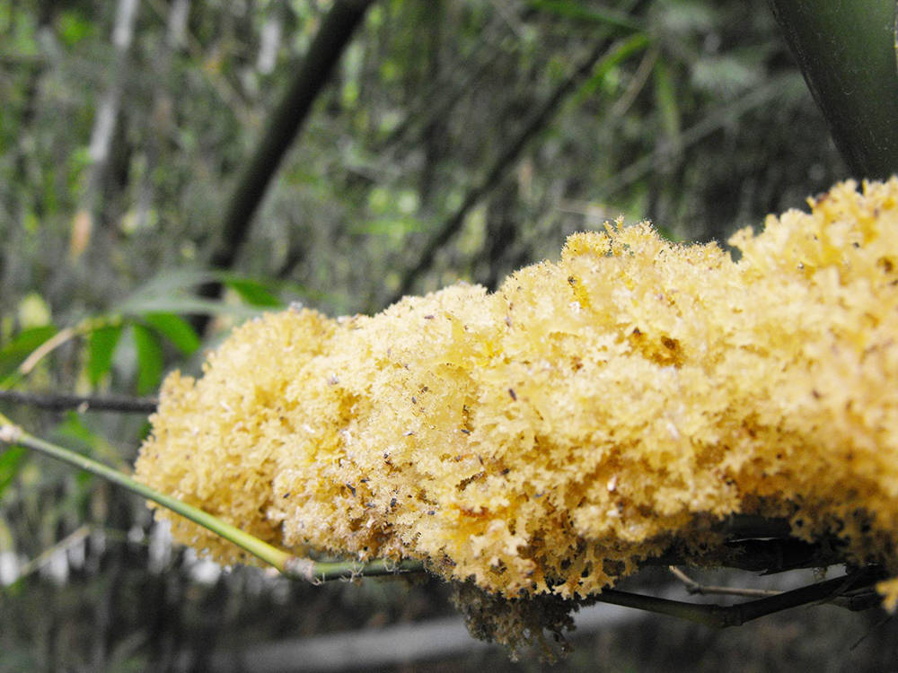 竹子被虫咬后开的花,只能日出前采摘,十分罕见,俗称"竹燕窝"