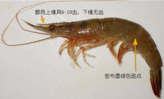 刀额新对虾metapenaeus ensis