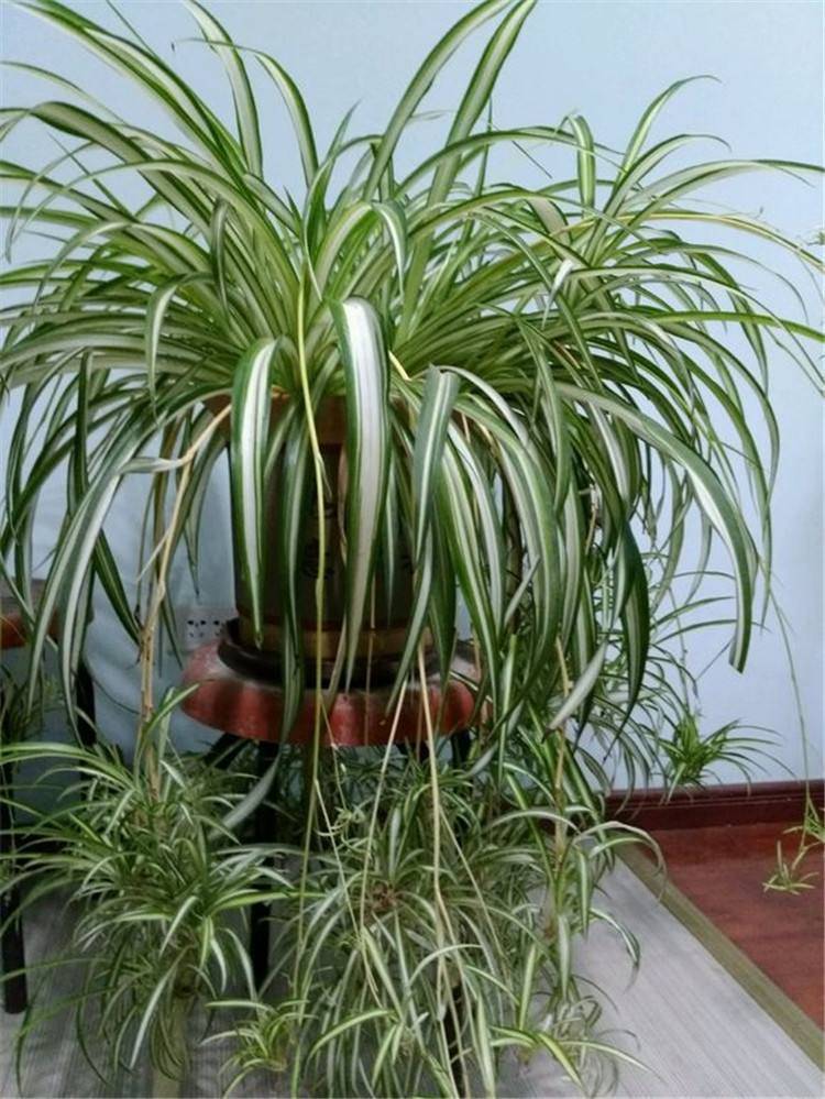 吊兰好养,但养好可不简单,教你一招让吊兰长得强壮旺盛