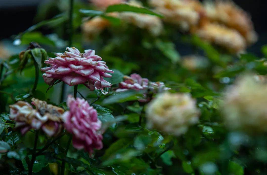台儿庄古城专属小时光丨无雨时盼雨, 有雨时念人