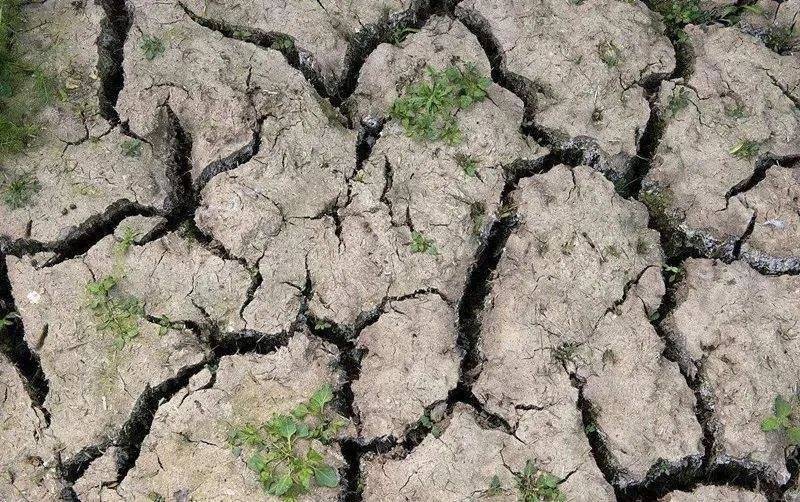 雨水增多,果园青苔泛滥怎么办?_土壤