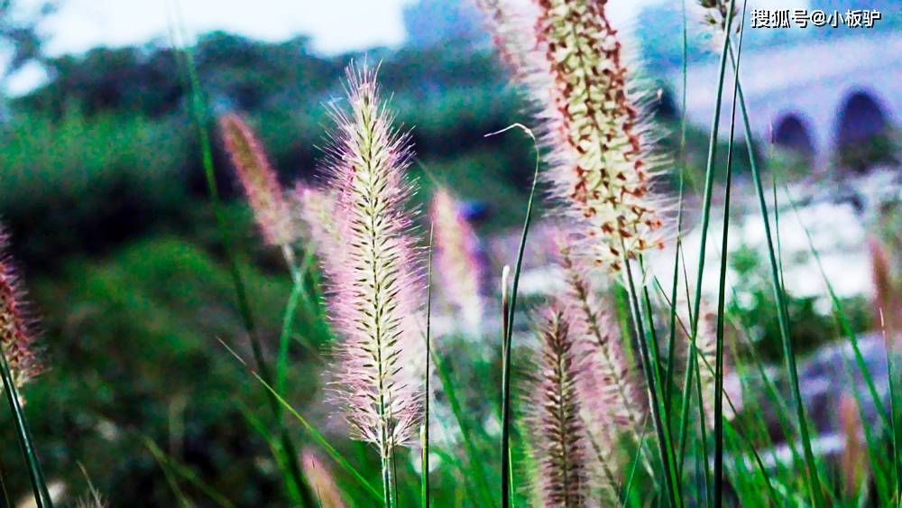 人与自然系列之狗尾草狼尾草