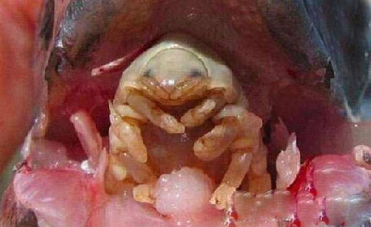 奇闻:长相恐怖犹如外星生物,吃掉宿主舌头取代舌头,靠血液为生_寄生