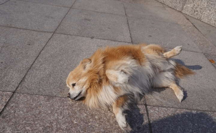 狗睡醒后走路一瘸一拐