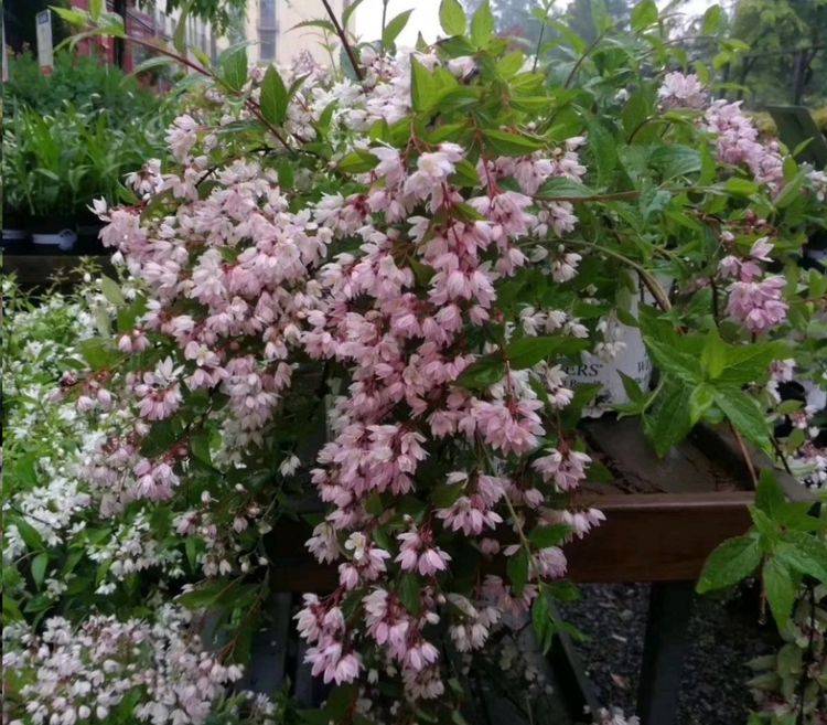 雪樱花资料图片