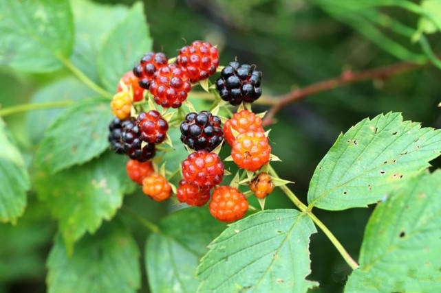 胡秃子学名胡颓子(elaeagnus pungens thunb.