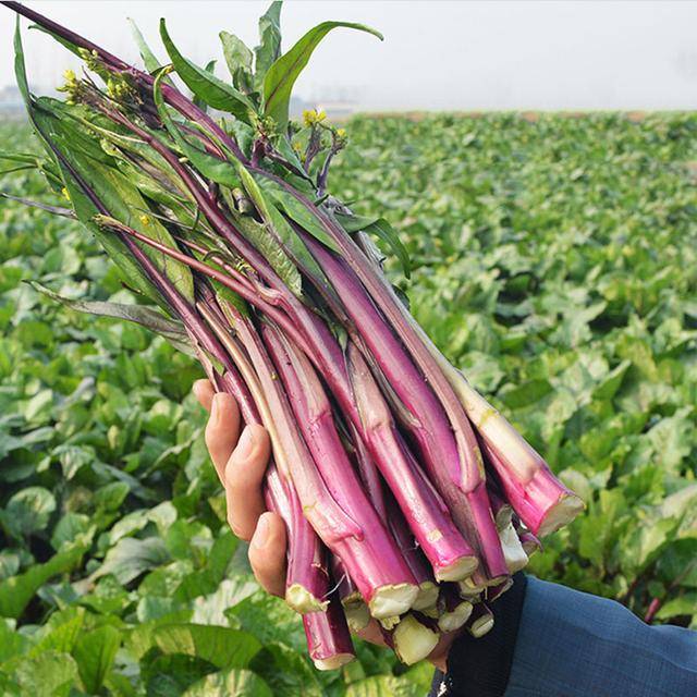 8月到,农户该种红菜苔了!这款红菜苔,无苦味,口感上佳!推荐_种植