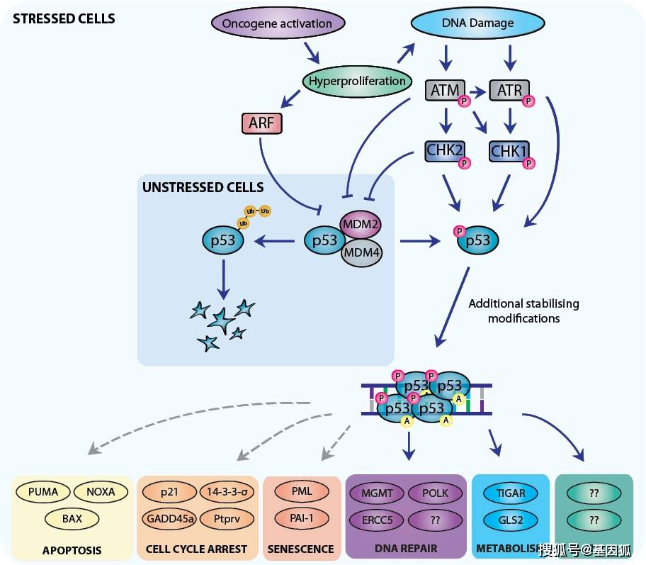 p53信号通路近日,来自以色列希伯来大学哈达萨医学院的研究人员在