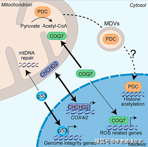 蛋白质的核-线粒体双重定位.biochim biophys acta mol cell res.