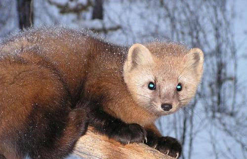 而貂皮中以紫貂皮更为名贵,紫貂现在仅见于黑龙江的大兴安岭,小兴安岭