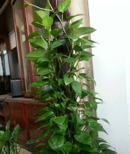 他在家"自制"绿萝柱,2盆"成本"30元,既省钱,又好养_花盆