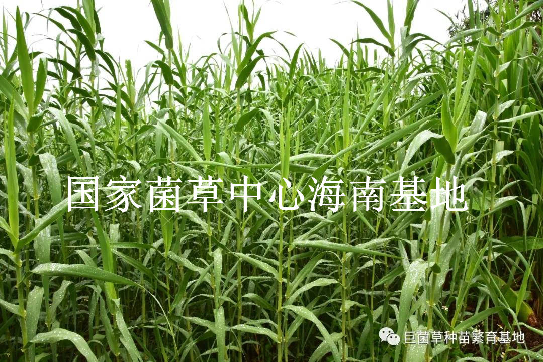 我国|高效修复土壤污染的超富集植物：绿洲一号