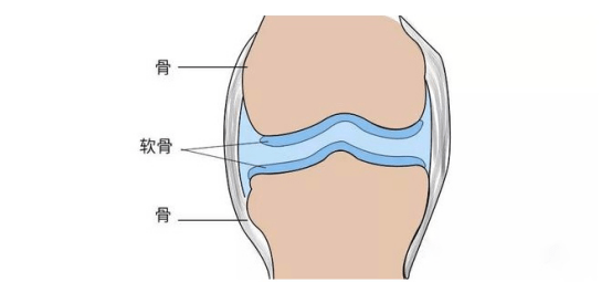 养关节其实是在养软骨,正确的运动方式很重要!