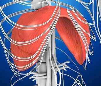 其中 横膈膜是呼吸过程中最主要的肌肉,大概占百分之70的作用,可以说
