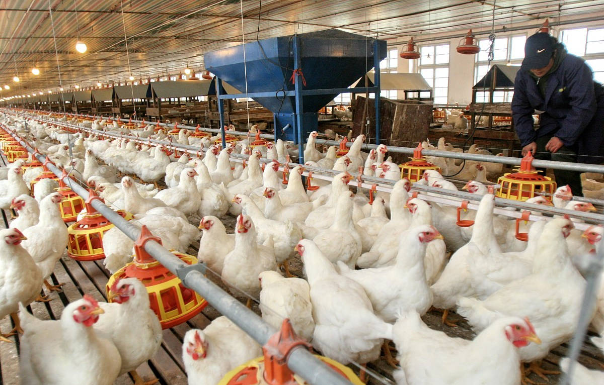 原创白羽肉鸡要怎么笼养现在市场价格是多少钱一斤