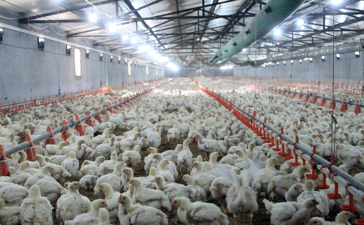 白羽肉鸡要怎么笼养?现在市场价格是多少钱一斤?