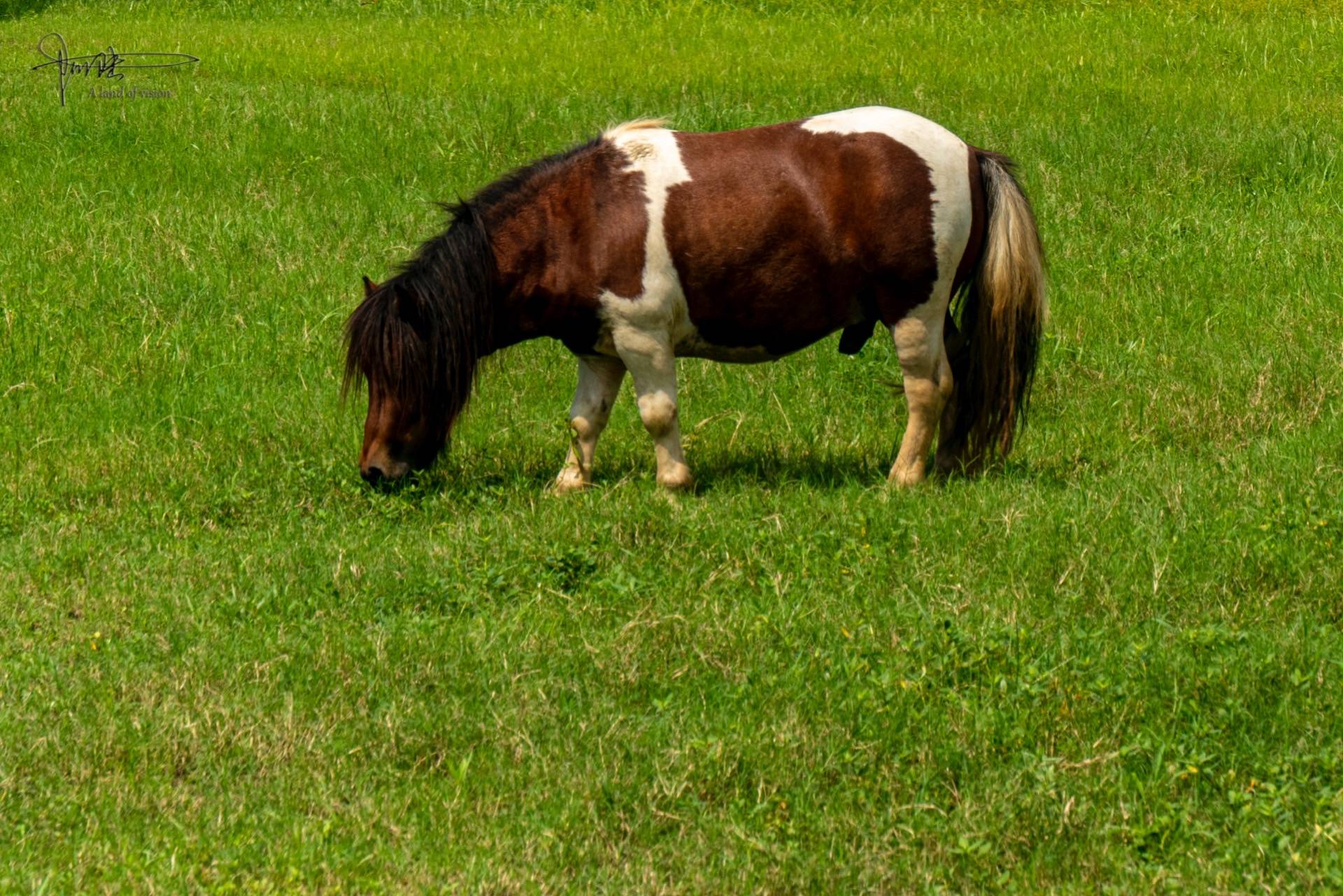 风之谷里有几匹悠哉悠哉吃草的马毫不惧人