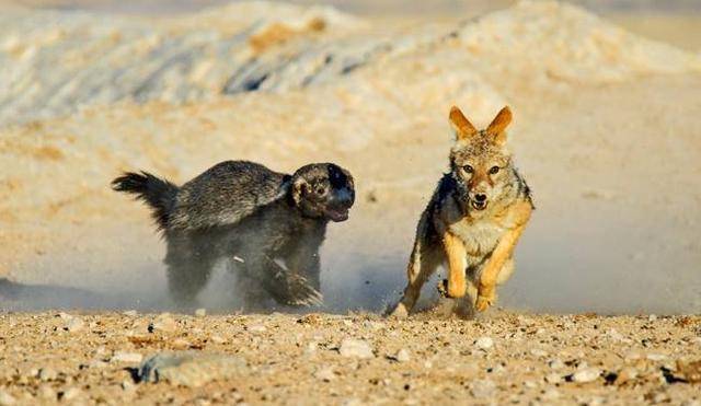 蜜獾并不是所向无敌它们以命相搏的背后是非洲弱肉强食的无奈