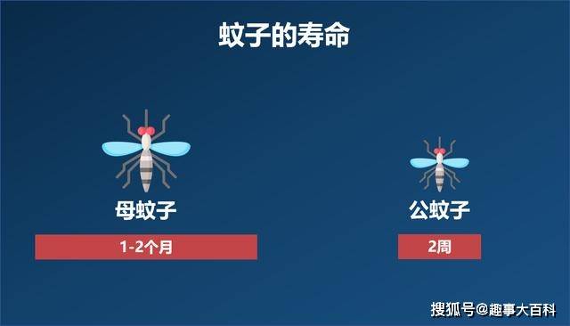 蚊子的寿命蚊子后半生很短暂,母蚊子大概能活1-2个月,而公蚊子则更短