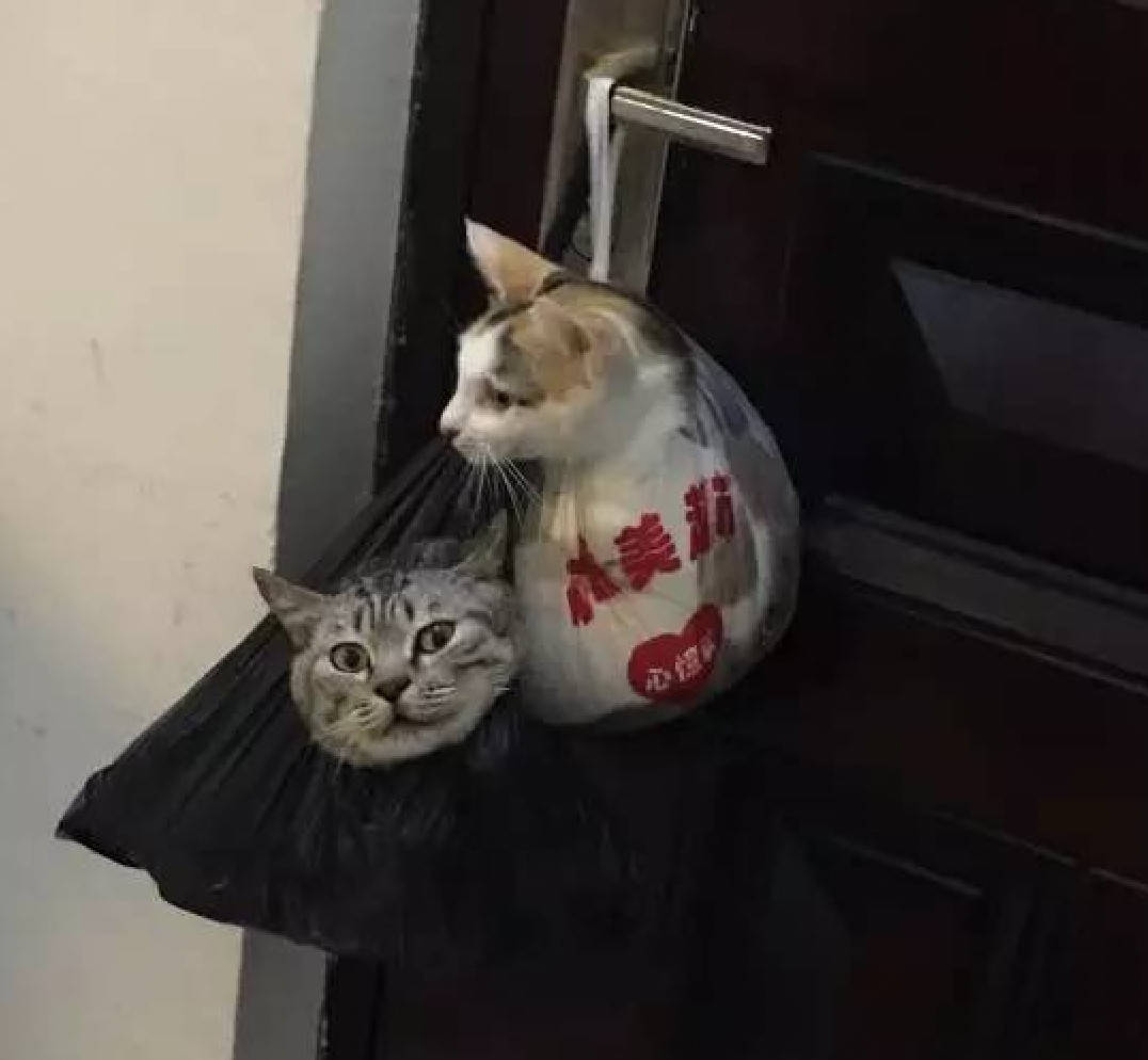猫咪偷吃食物得寸进尺,男子无奈将其挂在门上,猫咪的眼神绝了_时候