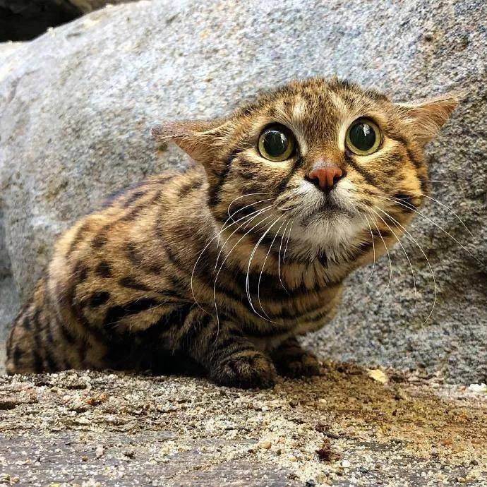 这里是"杀手猫"投喂现场,请保持最高程度的警惕!