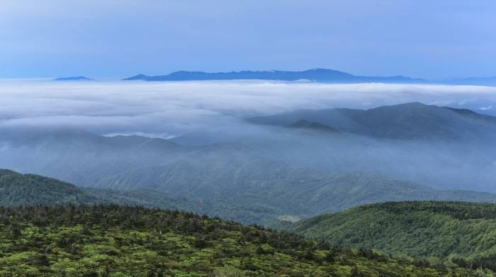 2020吸尘器上半年：消费加速品类细分，双线引发企业对决-家电圈官网