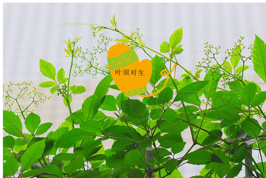 原创农村一种结黑豆豆的爬藤类野草,城里老太太却当作宝贝,为什么?