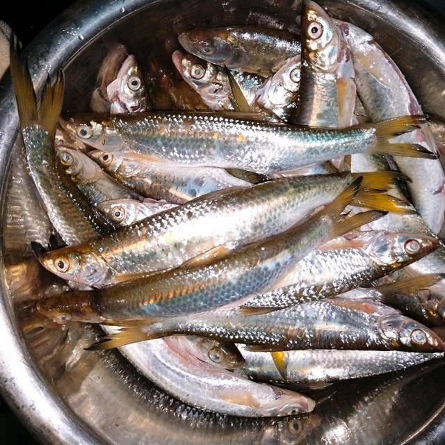 原创我家超爱这种鱼,10元买2斤,每次红烧,我能多吃两碗饭