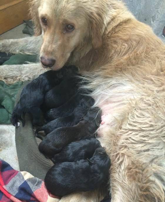 原创金毛生下一窝崽子,狗爸怎么看都不像是亲生的,狗妈却一脸无所谓