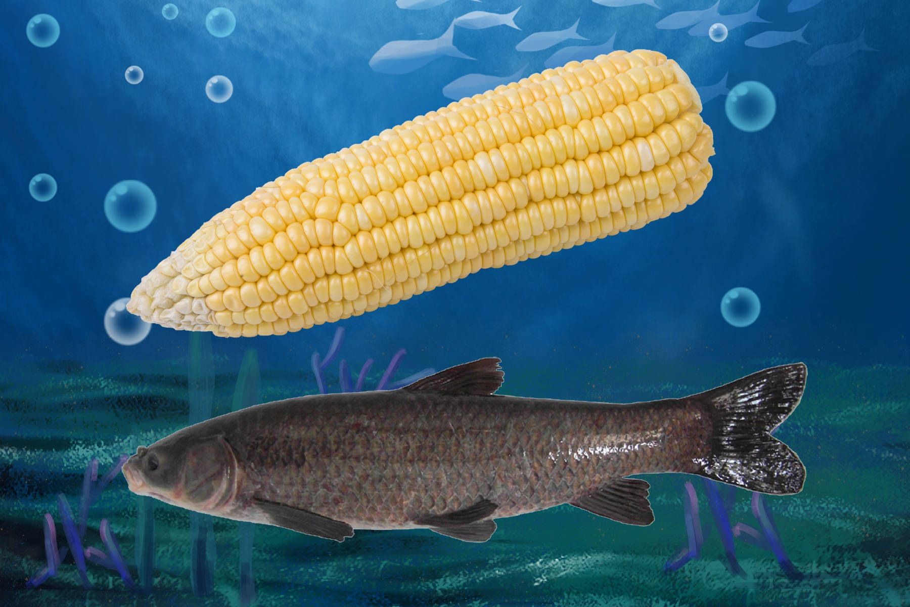 什么味道最吸引青鱼钓青鱼用什么饵料最好钓青鱼用花生好吗