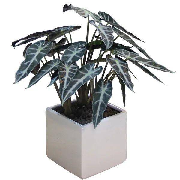 原创斑驳亮丽墨绿油亮的虎耳芋,美叶芋这么养护,纹路斑斓典雅豪华