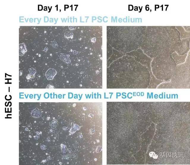 UltraCULTURE|Lonza龙沙无血清培养基使用指南