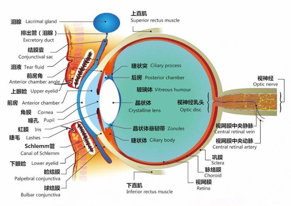 高度近视眼患者的眼球会前后径变长,就像乒乓球被拉成了鸡蛋的形状一