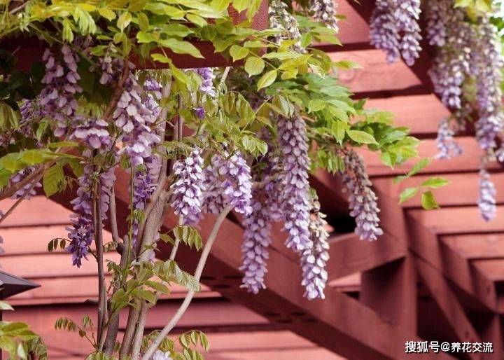 紫藤花養幾年不開花就是買錯品種了夏季和冬季修剪可促進開花