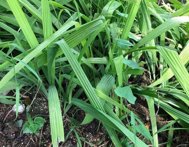 农村大山深处的这种"参草",一斤干货高达300元,遇到是福气