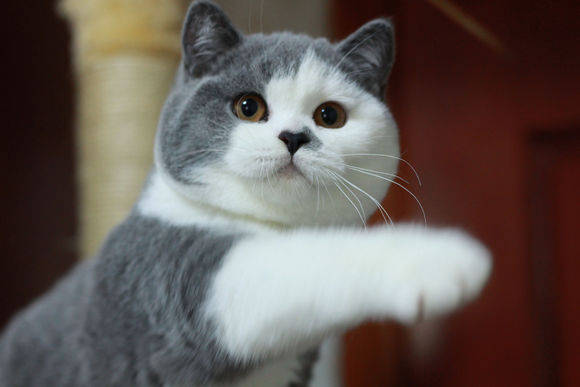 绊运猫舍半折耳猫和折耳猫对比折耳猫怎么养